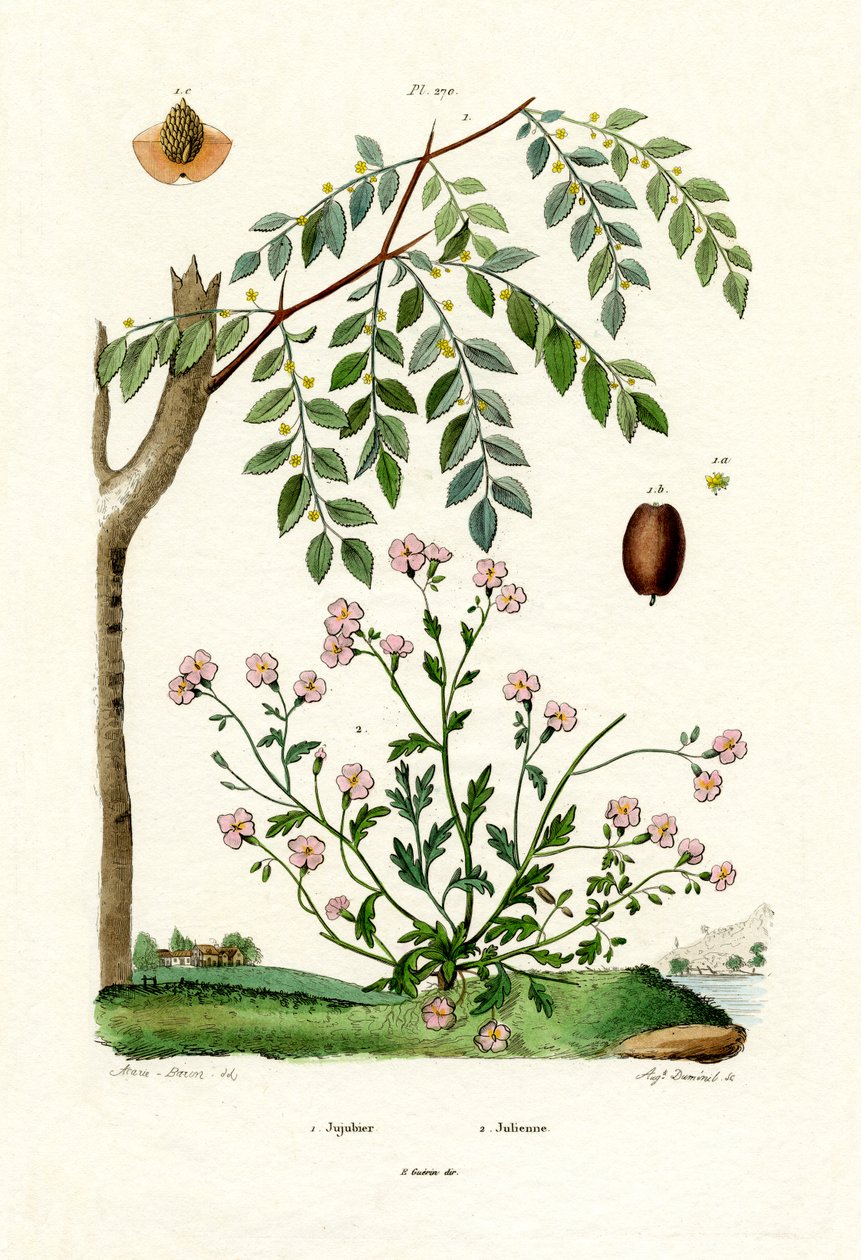 Jujube, 1833-39 av French School