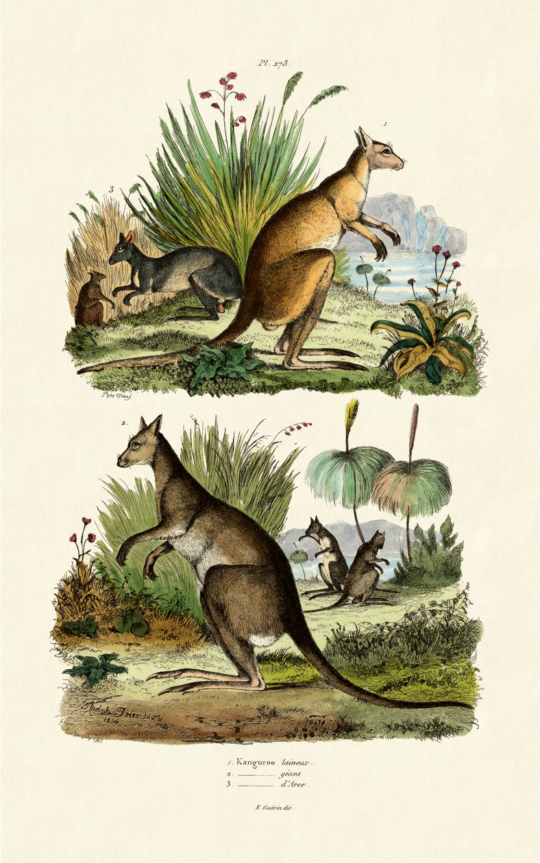 Kenguruer, 1833-39 av French School