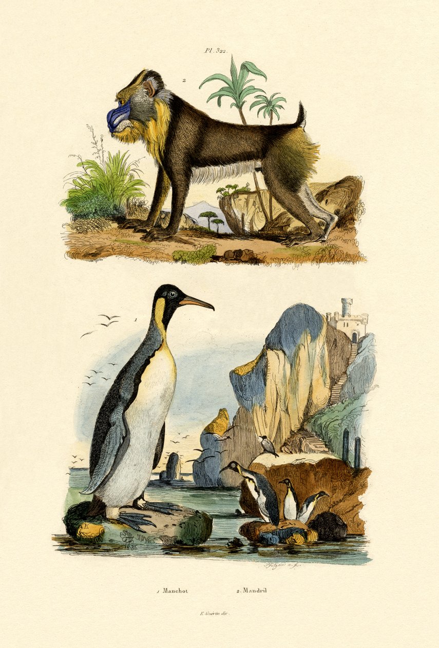 King Penguin, 1833-39 av French School