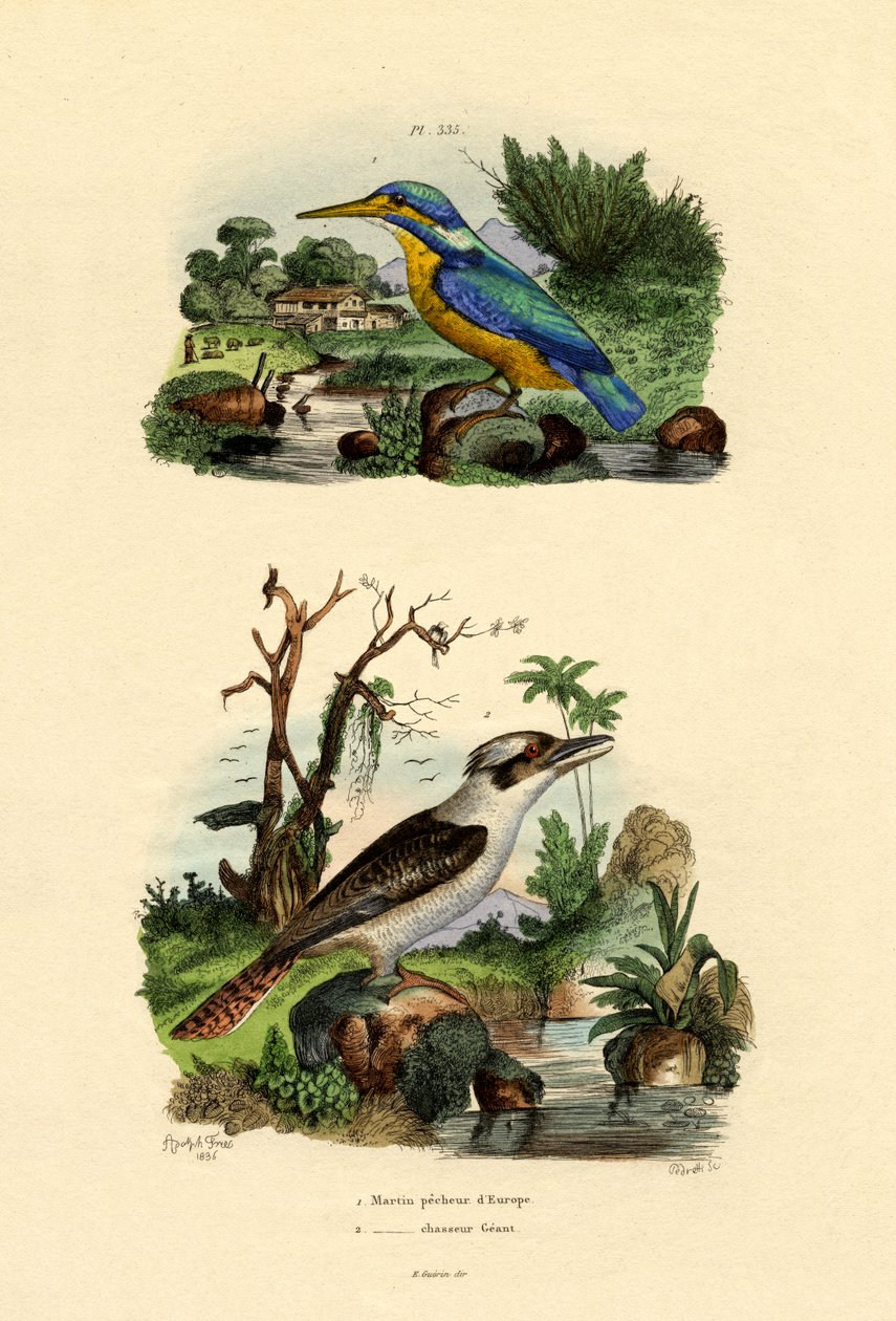 Kingfisher, 1833-39 av French School
