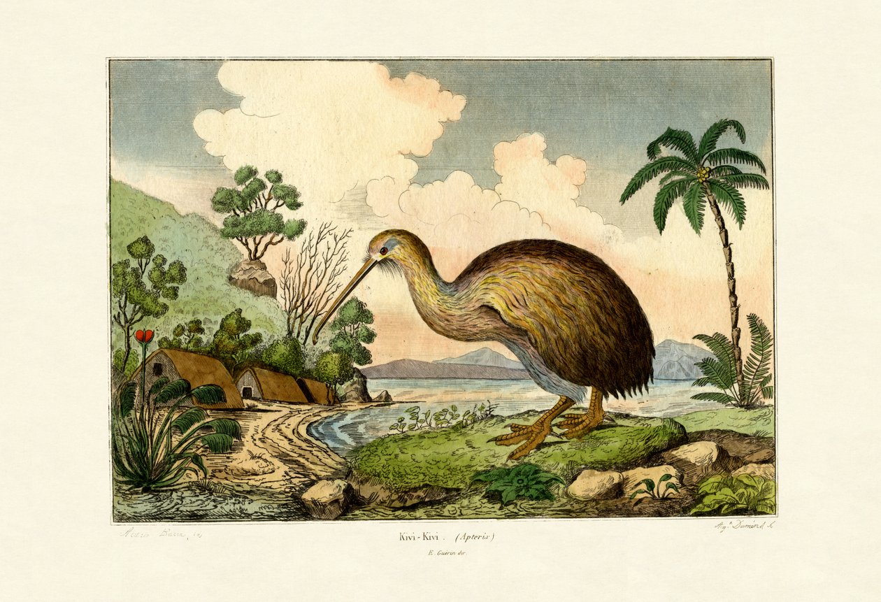 Kiwi, 1833-39 av French School