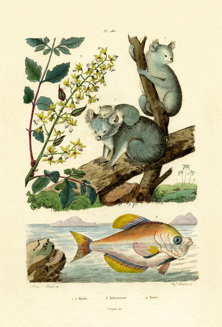 Koala, 1833-39 av French School