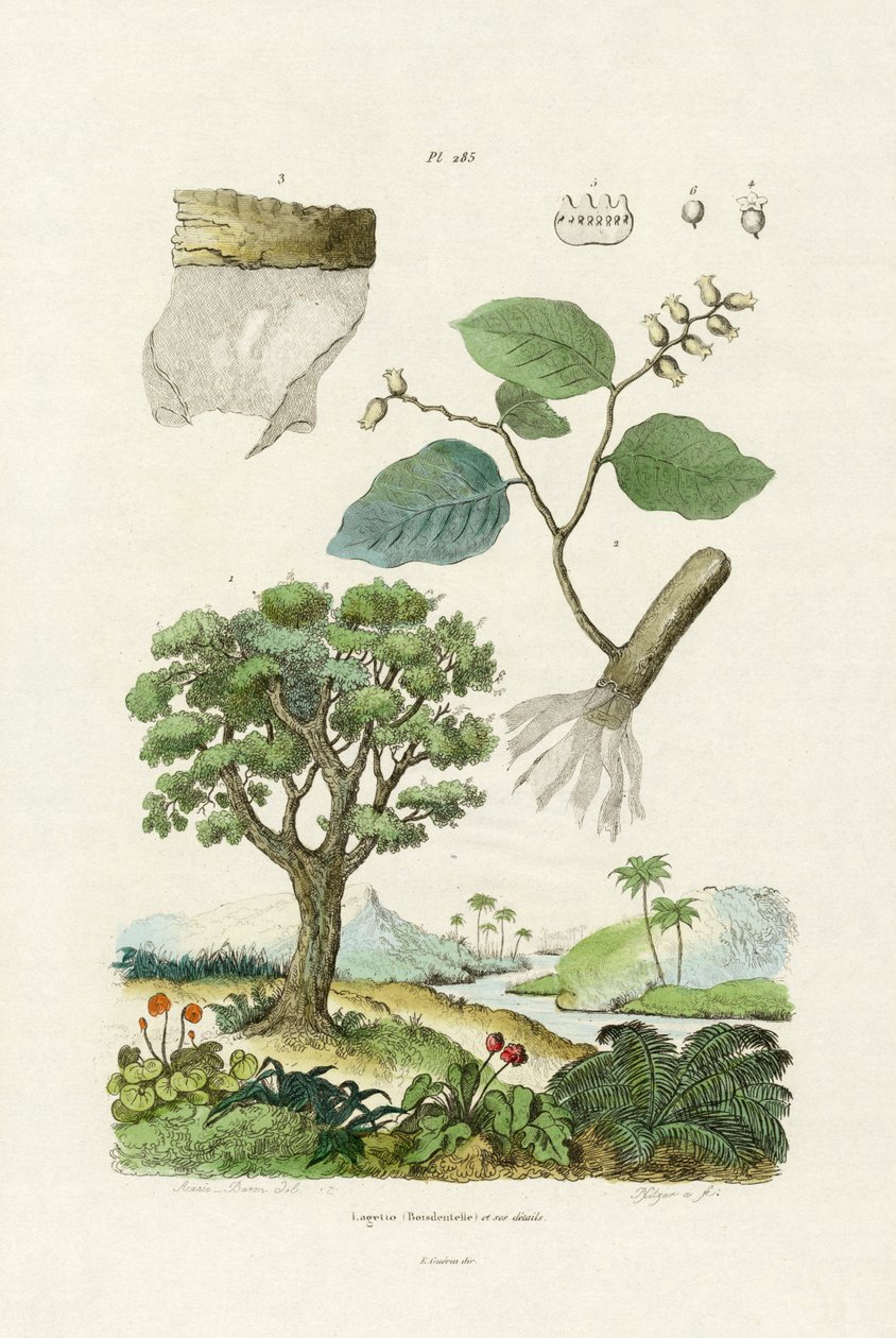 Lacebark Tree, 1833-39 av French School