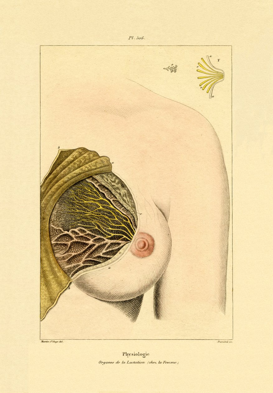 Amming, 1833-39 av French School
