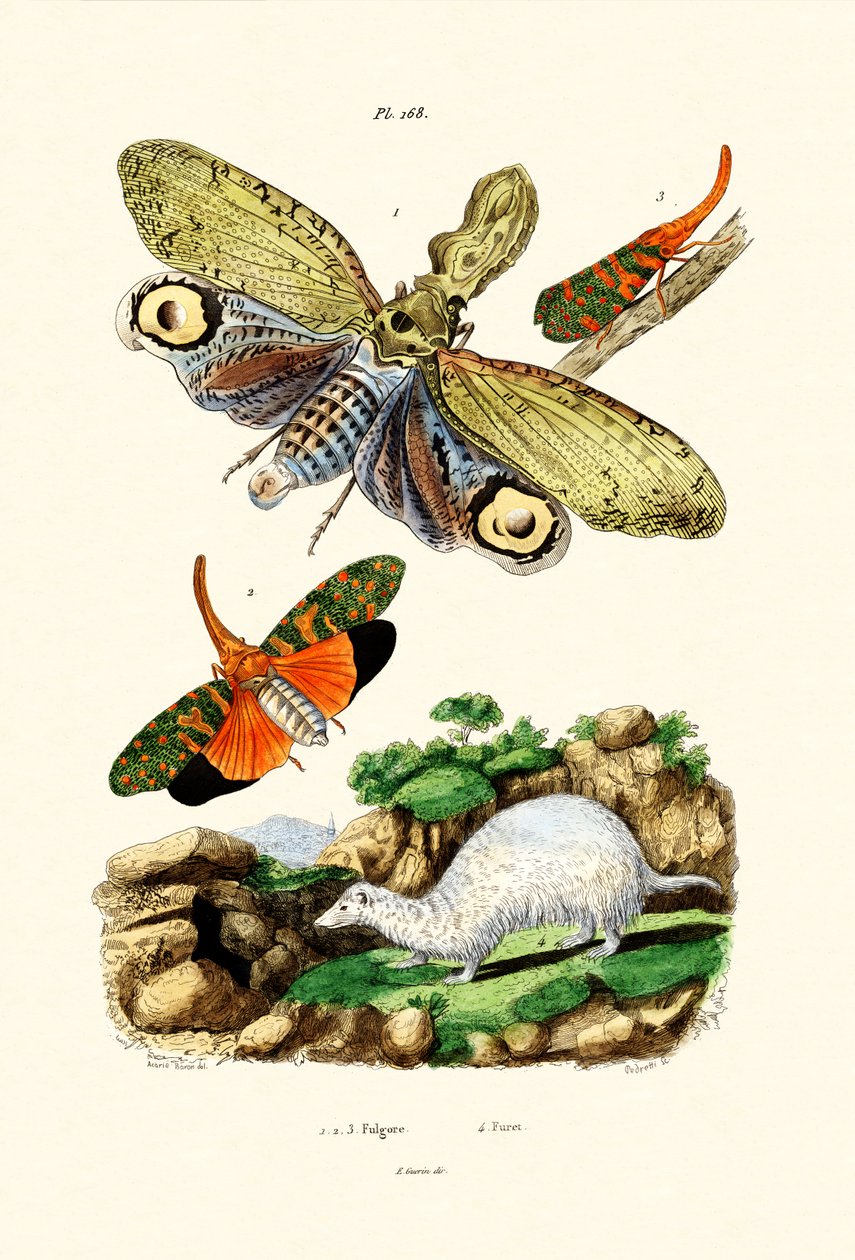 Lykteflue, 1833-39 av French School