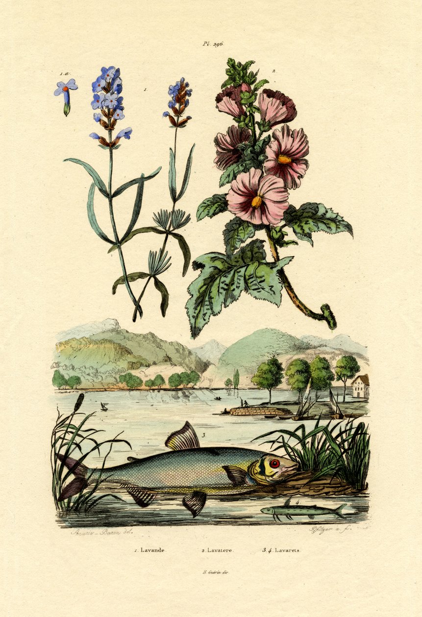Lavendel, 1833-39 av French School