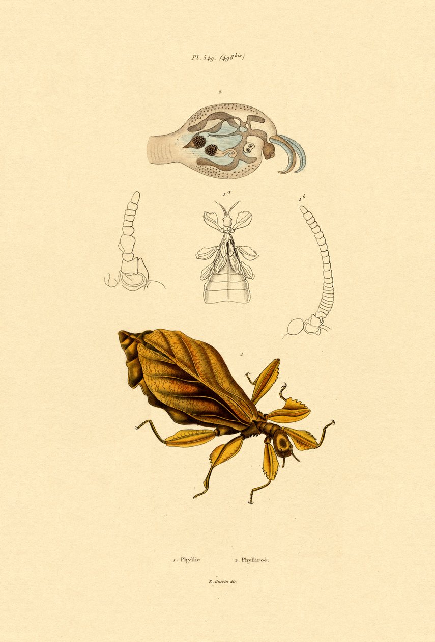 Bladinsekt, 1833-39 av French School