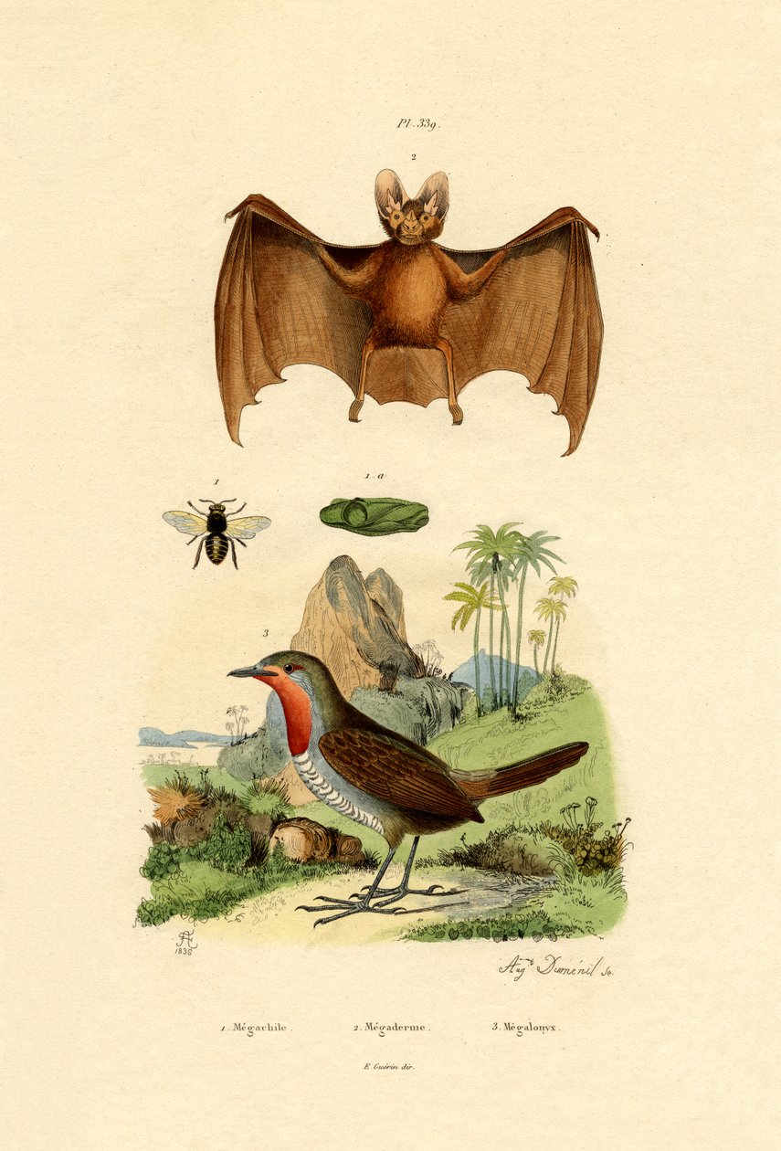 Bladskjærende bi, 1833-39 av French School