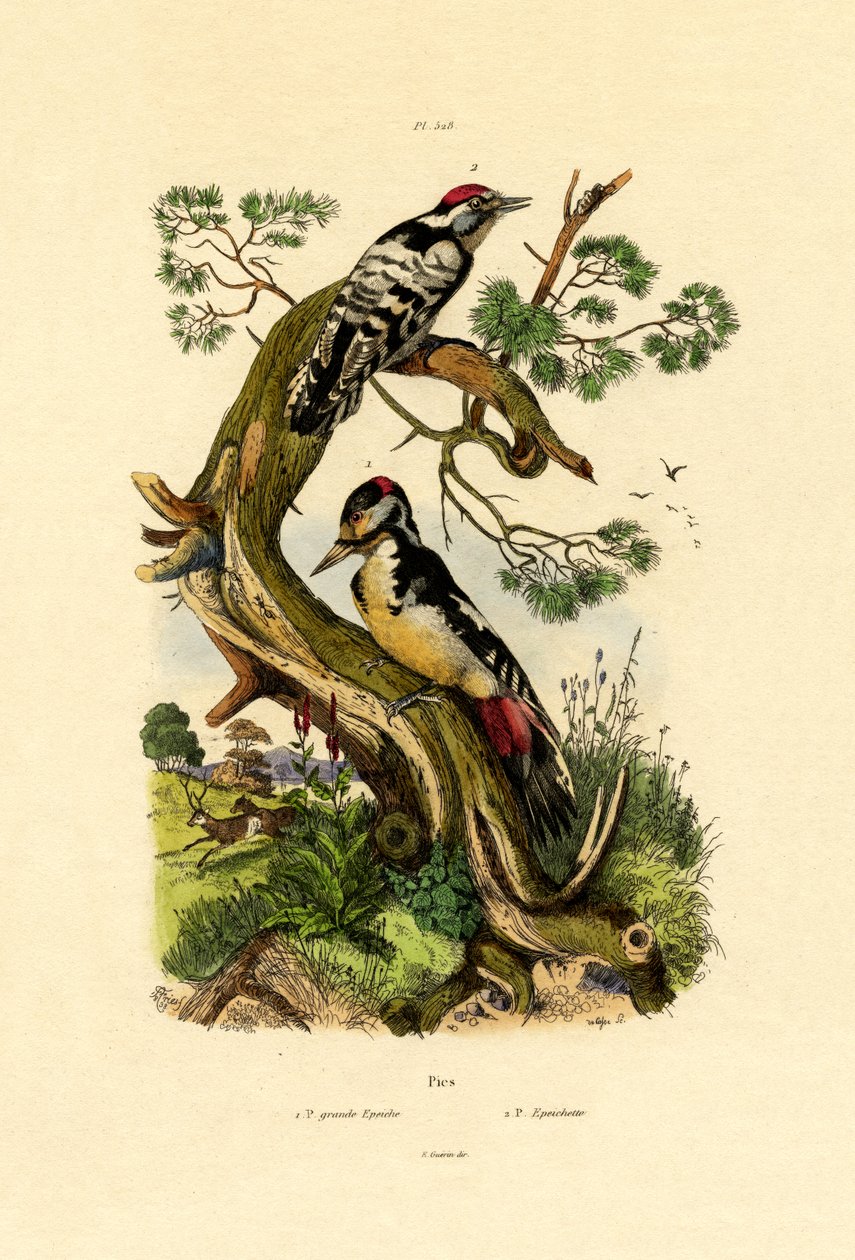 Mindre flekkspett, 1833-39 av French School