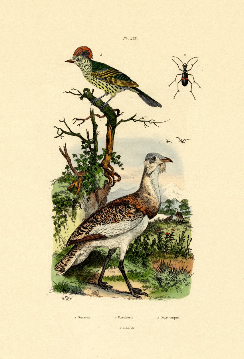 Lille bustard, 1833-39 av French School