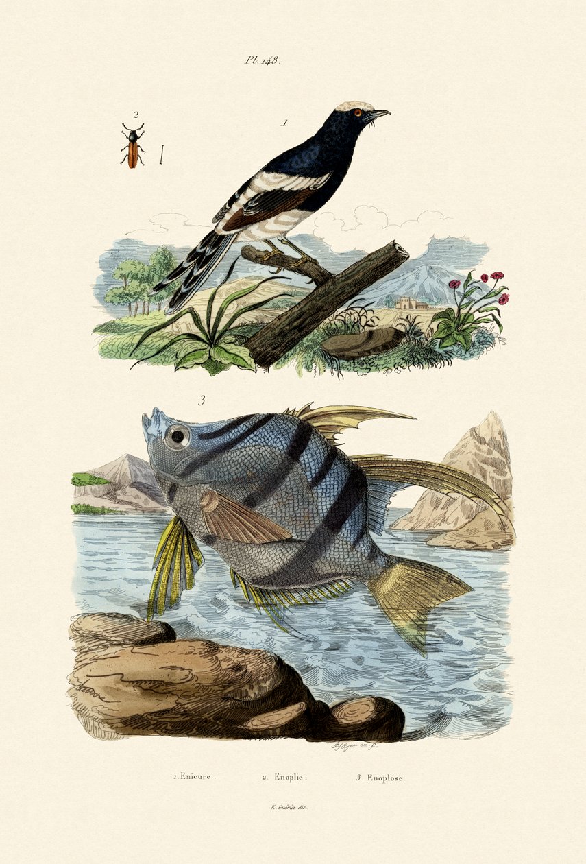 Lille gaffelhale, 1833-39 av French School