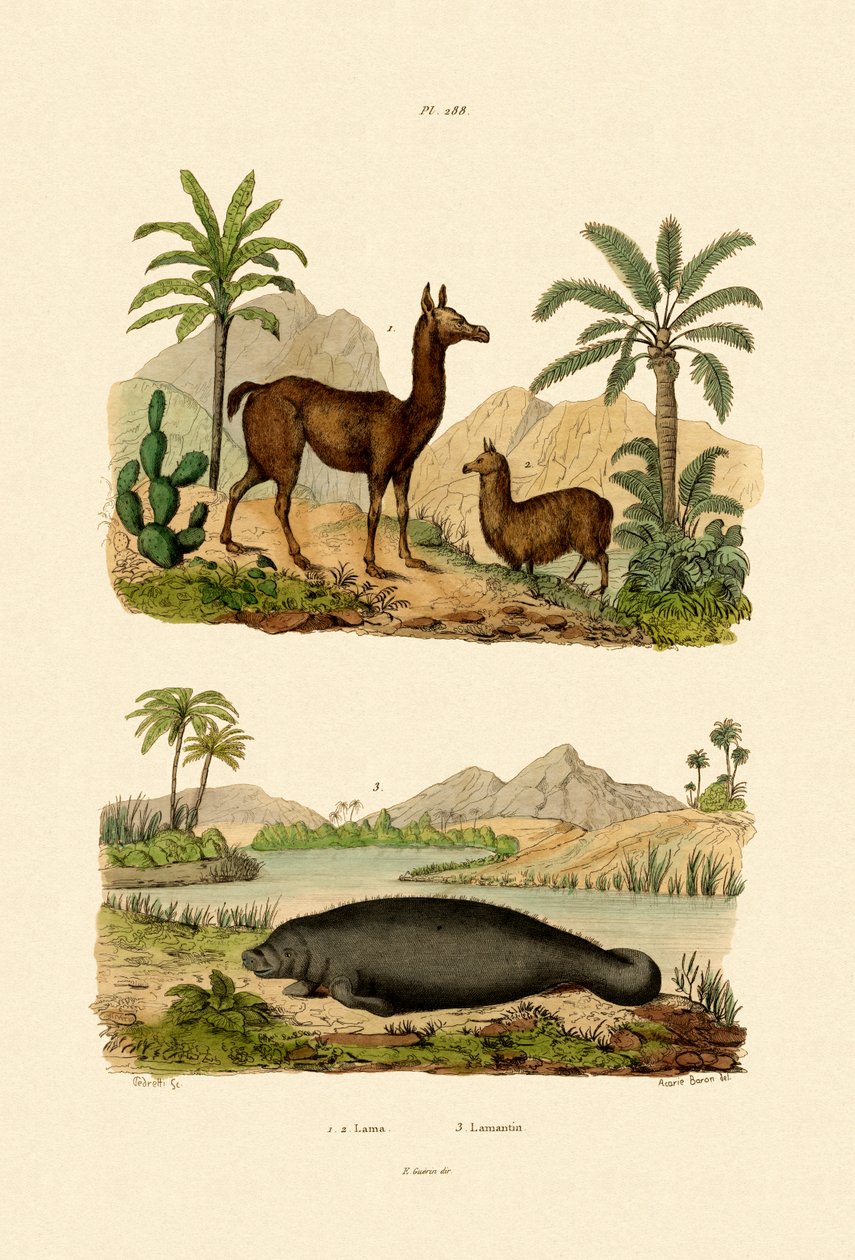 Lama, 1833-39 av French School