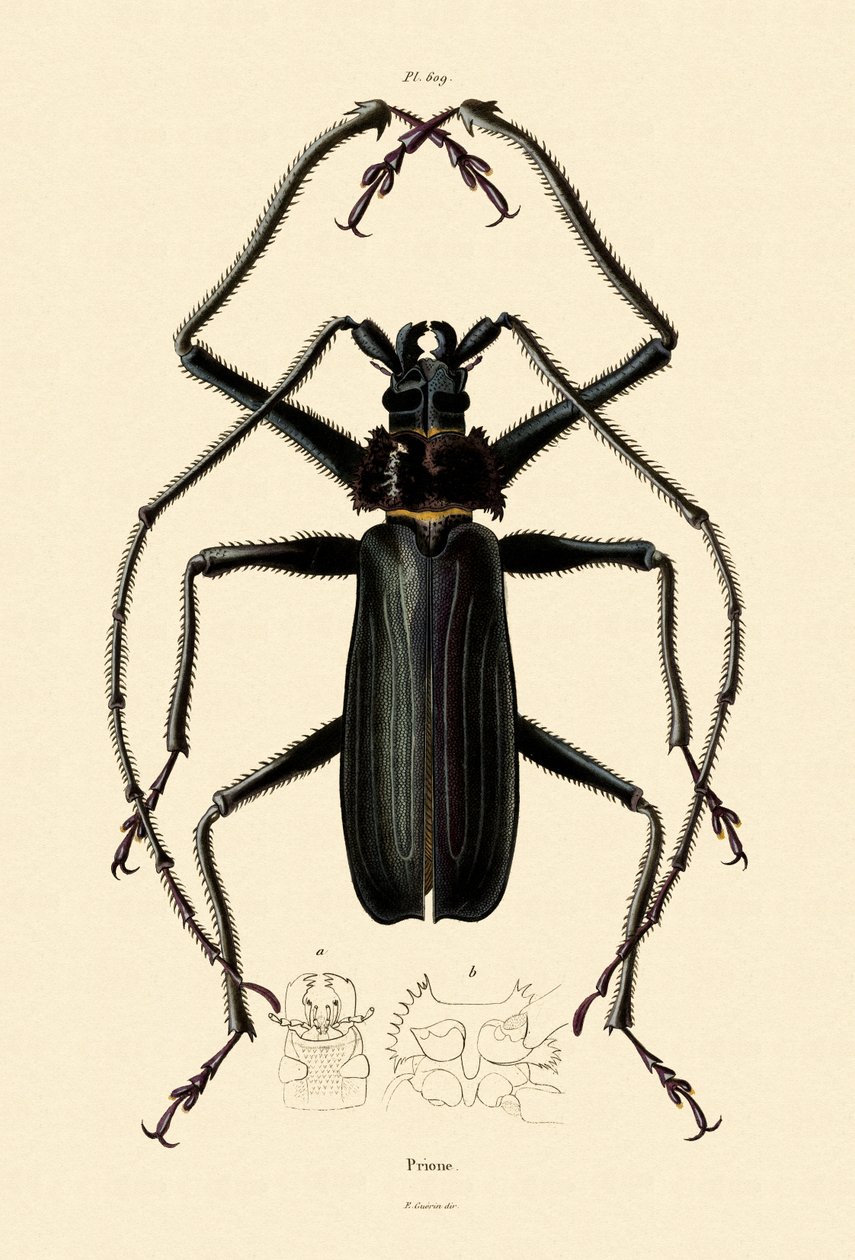 Langhornet bille, 1833-39 av French School