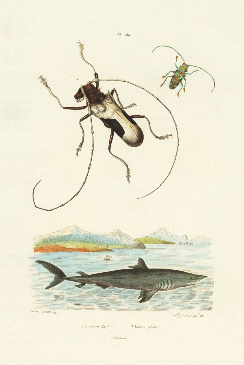 Longhorn Beetles, 1833-39 av French School