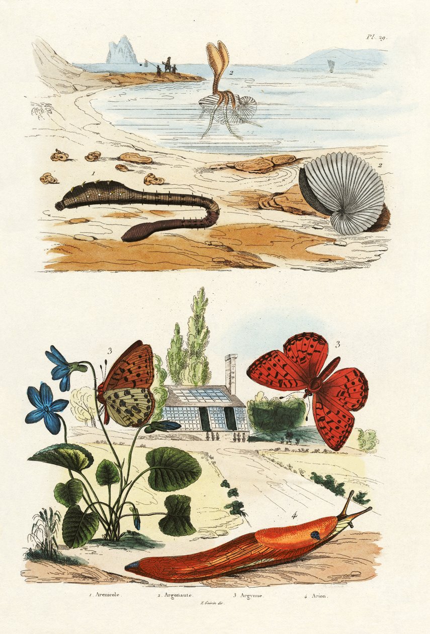 Lungeorm, 1833-39 av French School