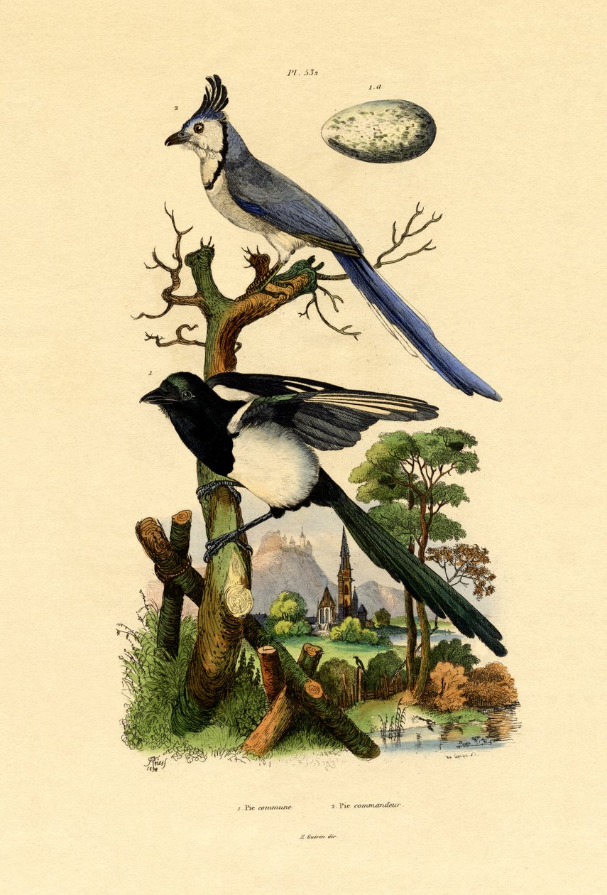 Magpie Jay, 1833-39 av French School