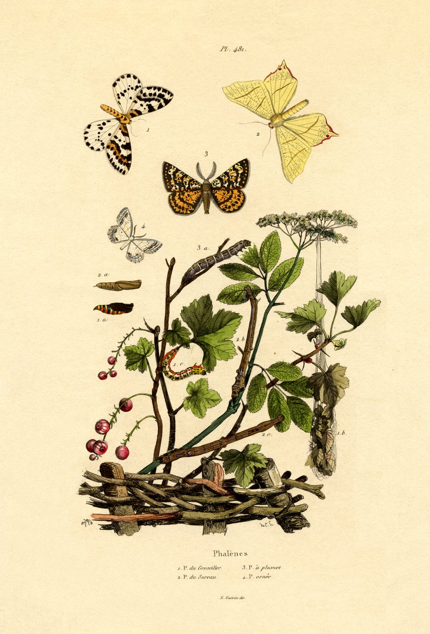 Magpie Moth, 1833-39 av French School