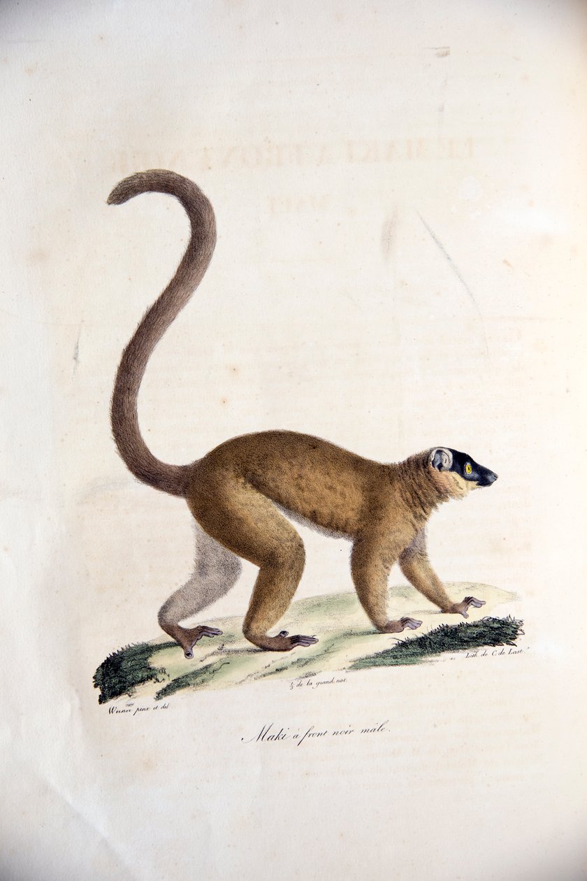 Mannlig krage brun lemur, fra Natural History of Mammals, med originale figurer, av Étienne Geoffroy Saint-Hilaire & Frédéric Cuvier, 1824-42 av French School