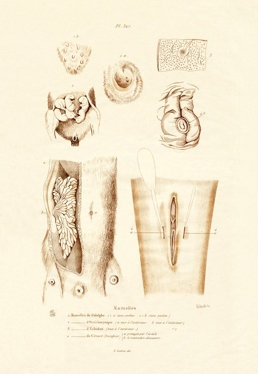 Melkekjertler, 1833-39 av French School