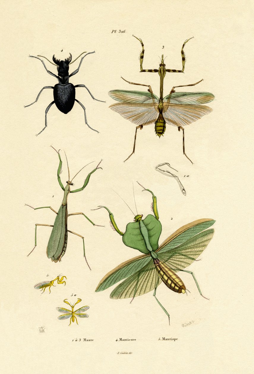 Mantis, 1833-39 av French School