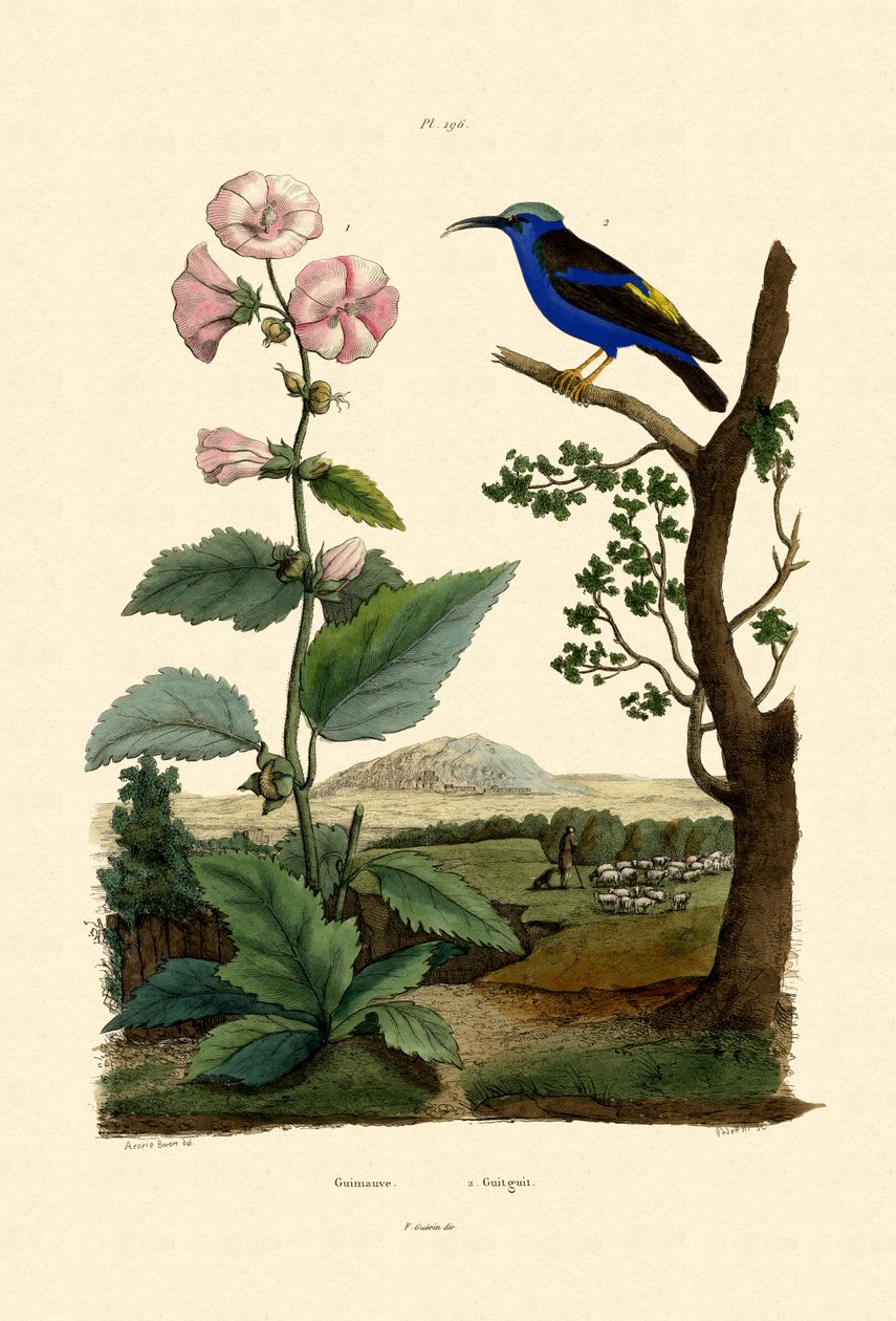 Marsh Mallow, 1833-39 av French School