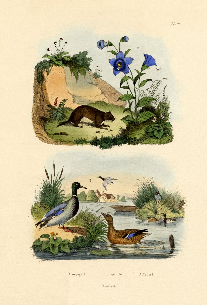 Engvole, 1833-39 av French School
