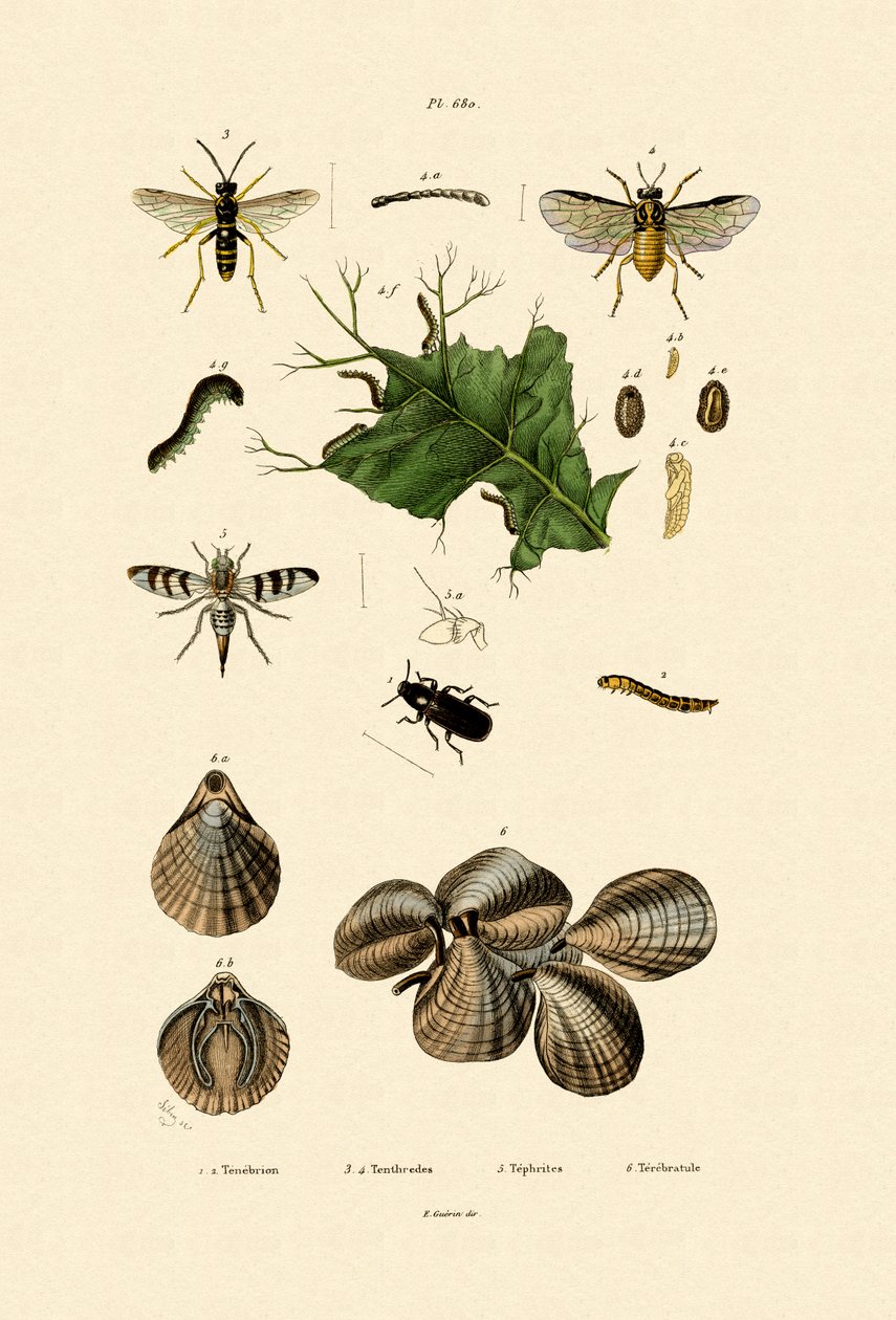 Melormbille, 1833-39 av French School