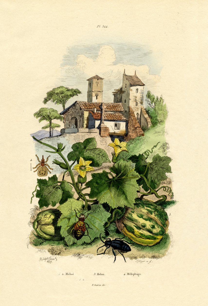 Melon, 1833-39 av French School