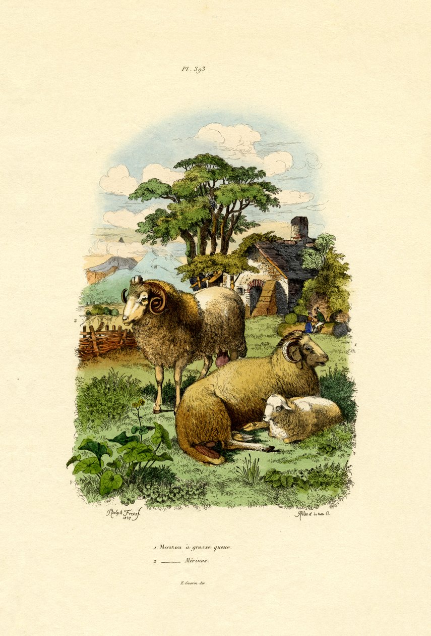 Merinosau, 1833-39 av French School