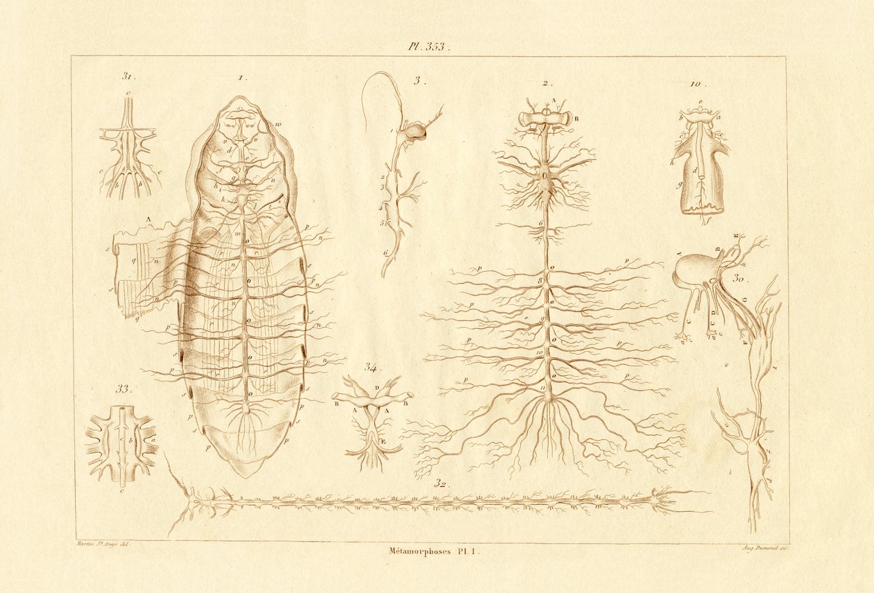 Metamorfose, 1833-39 av French School