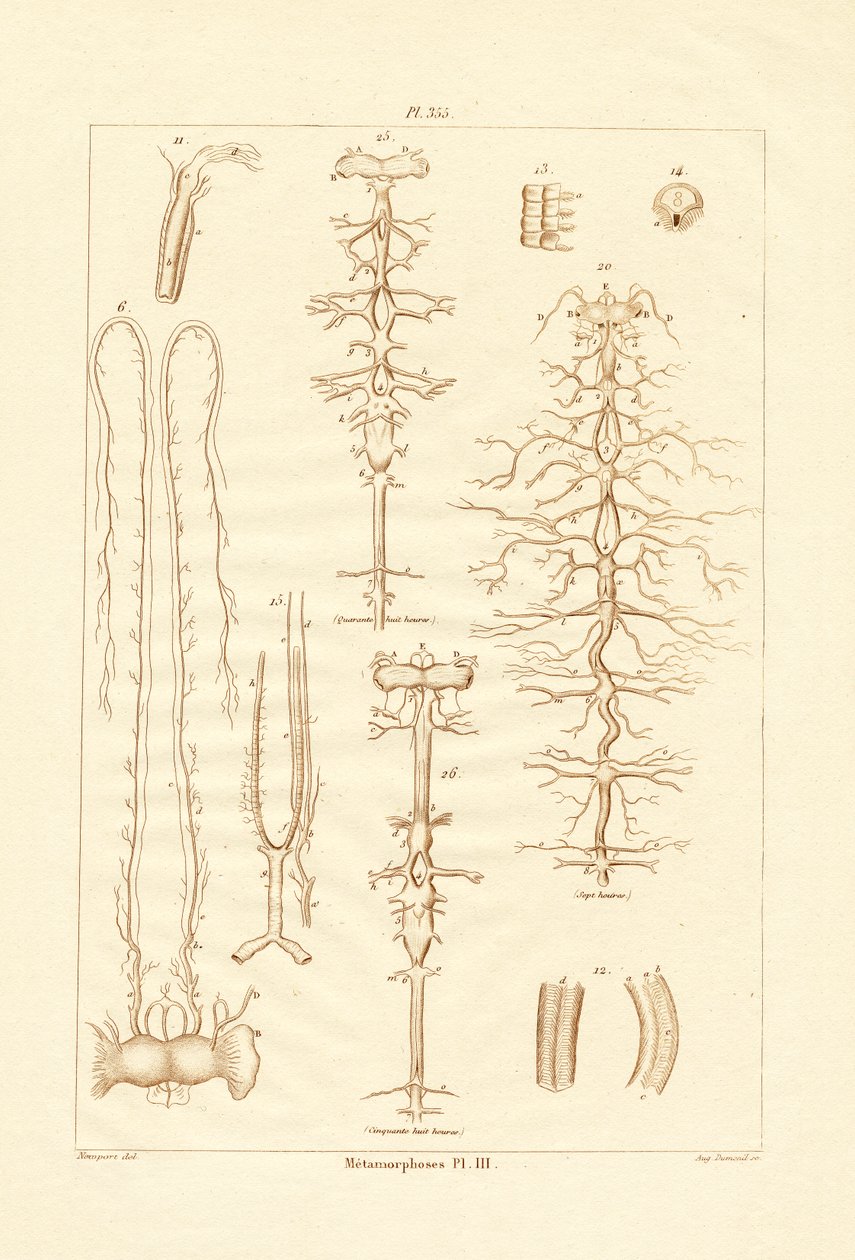 Metamorfose, 1833-39 av French School