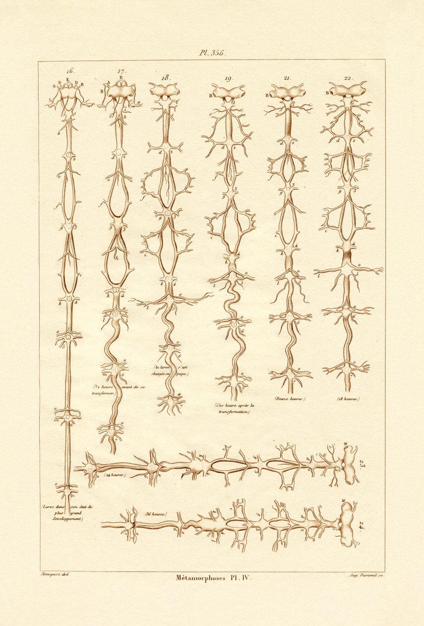 Metamorfose, 1833-39 av French School