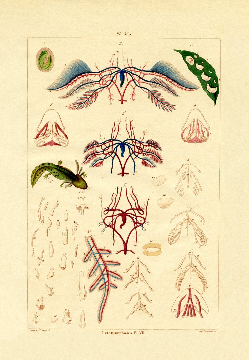 Metamorfose, 1833-39 av French School
