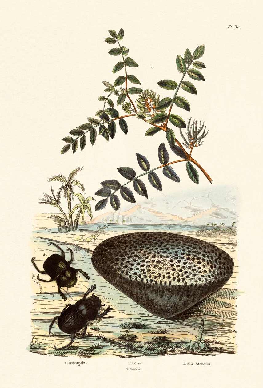 Melkevikke, 1833-39 av French School
