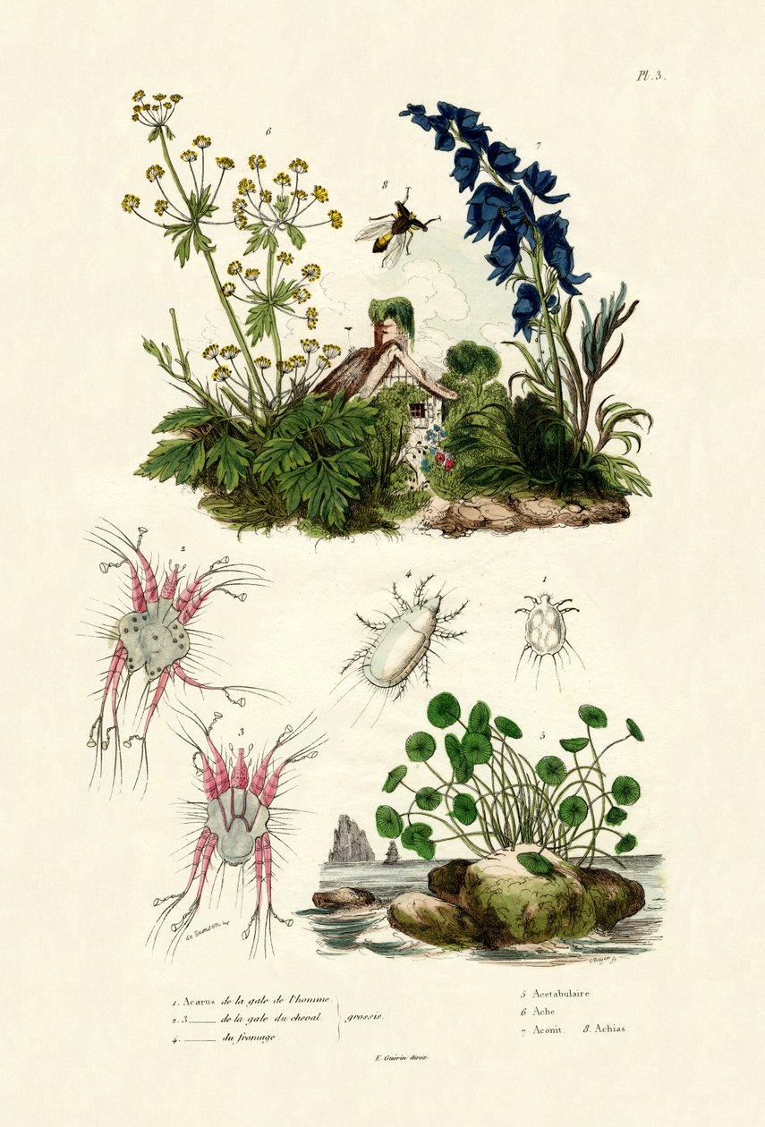Midt, 1833-39 av French School