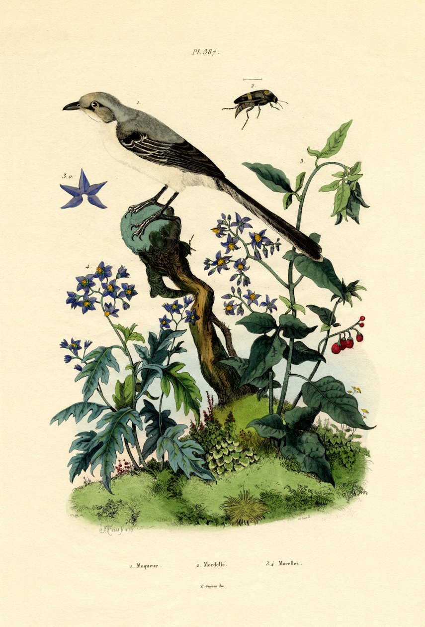 Mockingbird, 1833-39 av French School