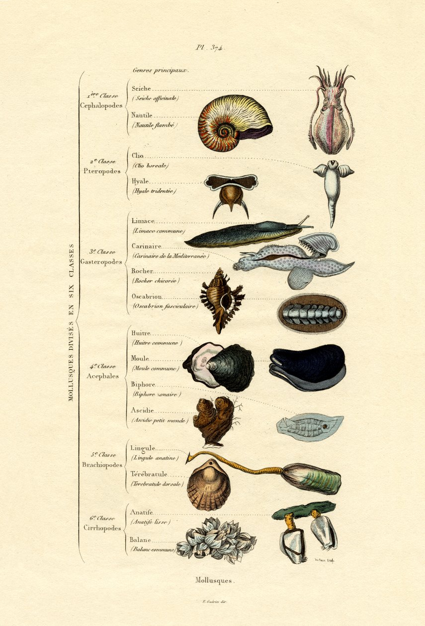 Bløtdyr, 1833-39 av French School
