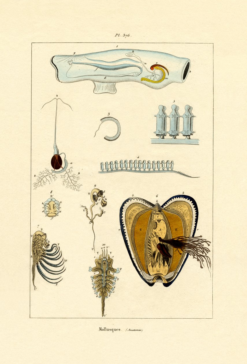 Bløtdyr, 1833-39 av French School