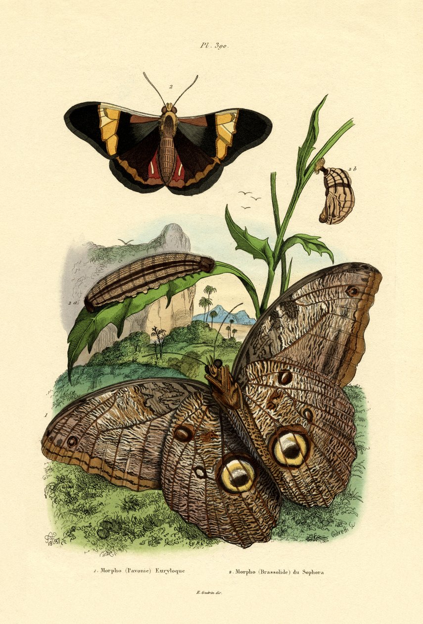 Morpho, 1833-39 av French School