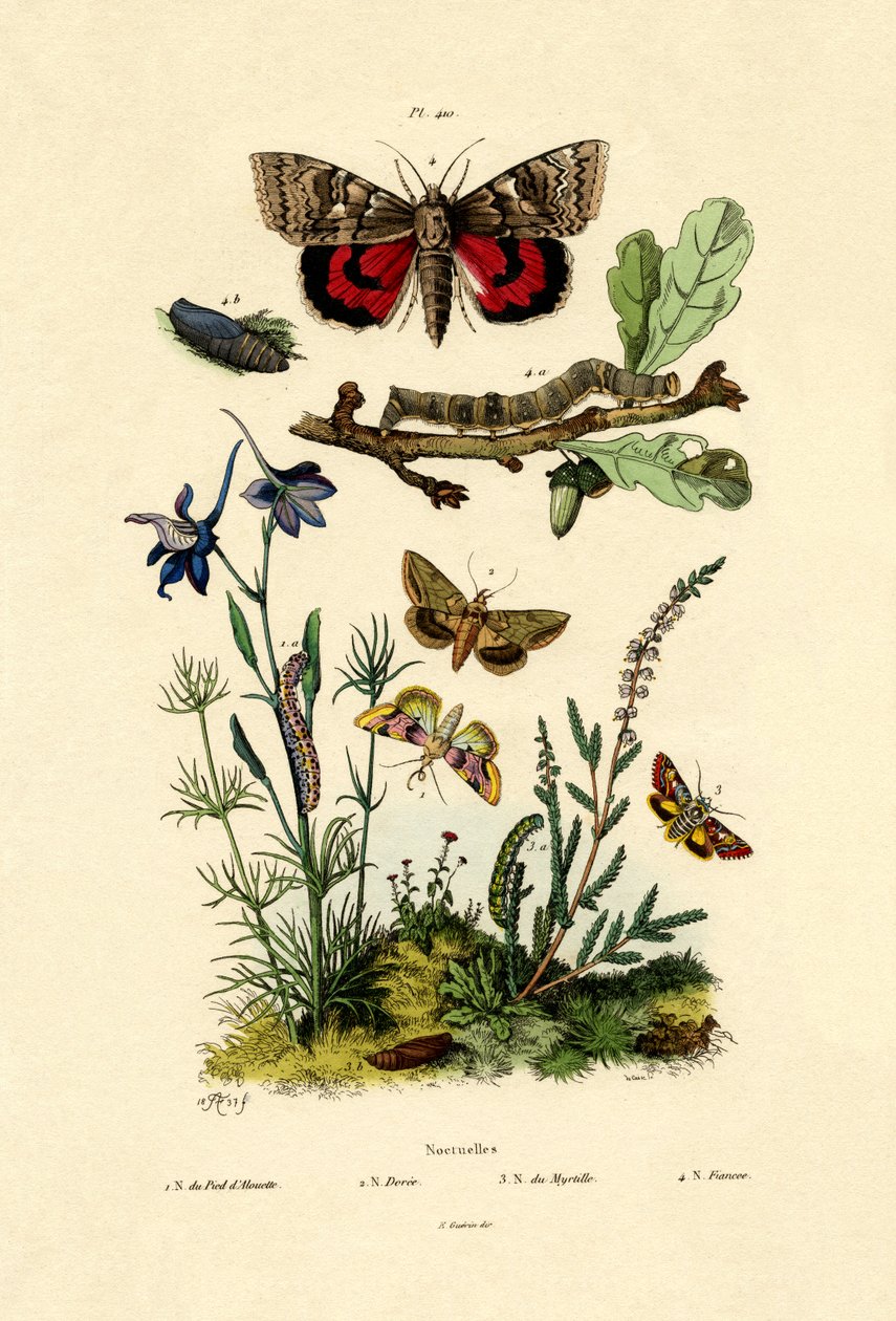 Moths, 1833-39 av French School