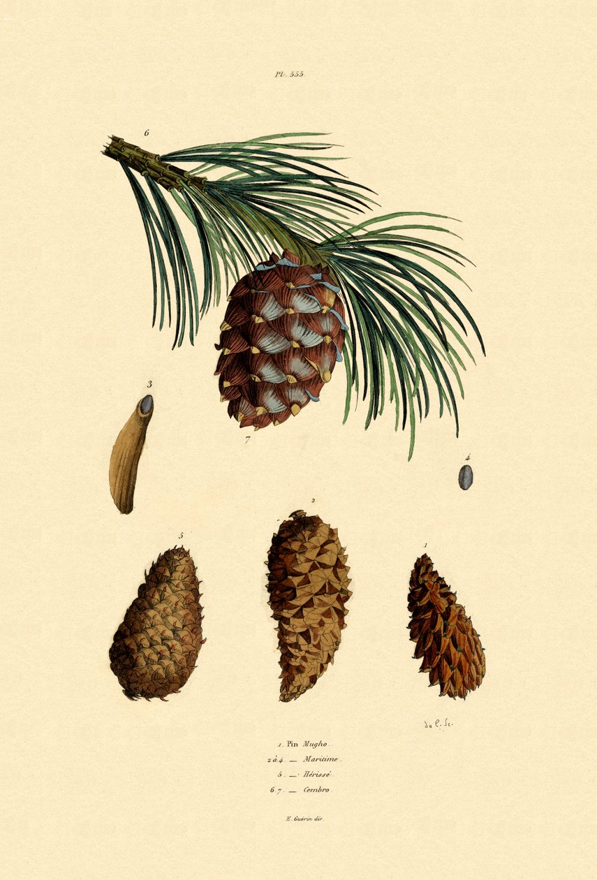 Fjellfuru, 1833-39 av French School