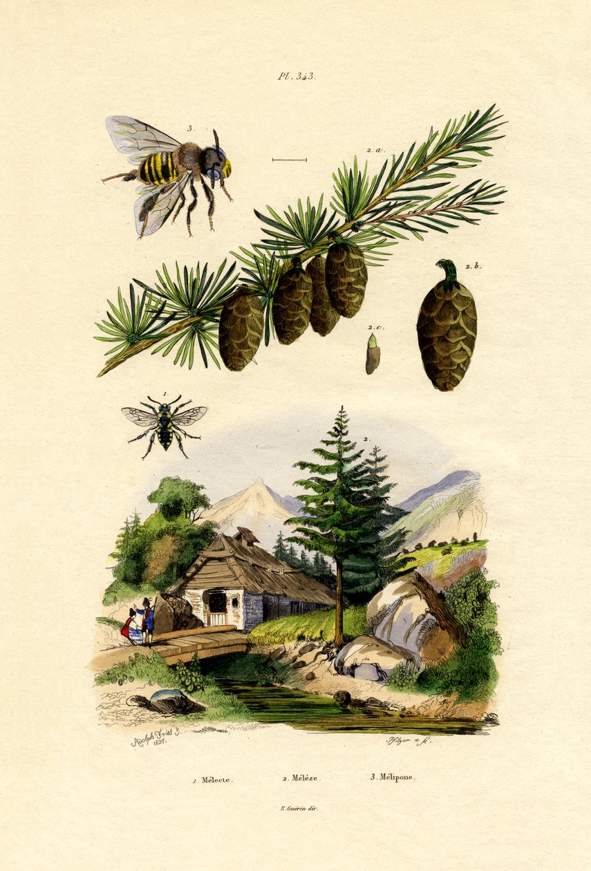 Mourning Bee, 1833-39 av French School