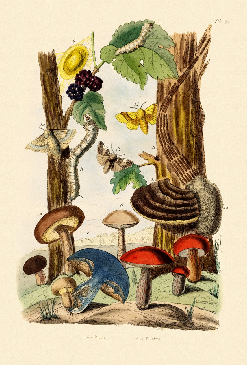 Sopp, 1833-39 av French School