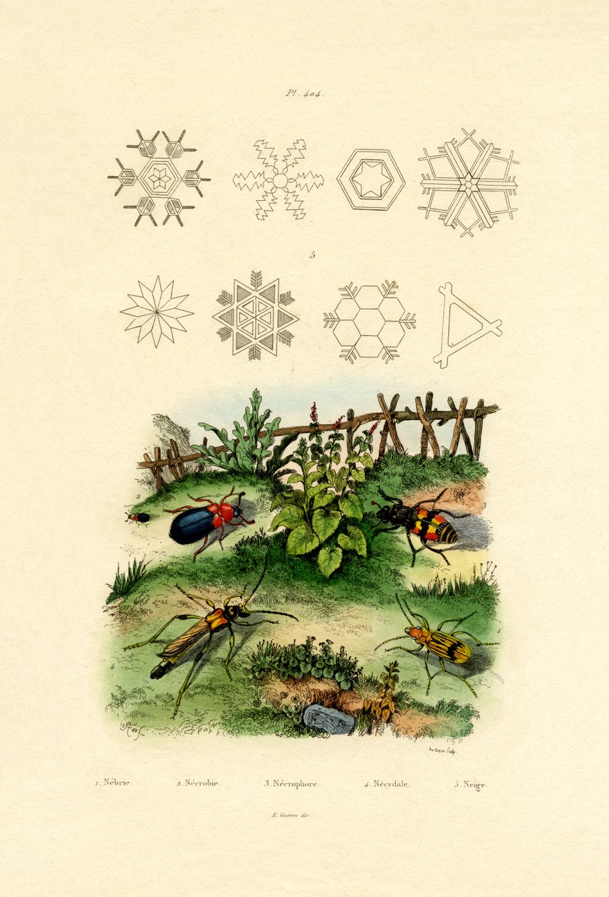 Nebria Beetle, 1833-39 av French School