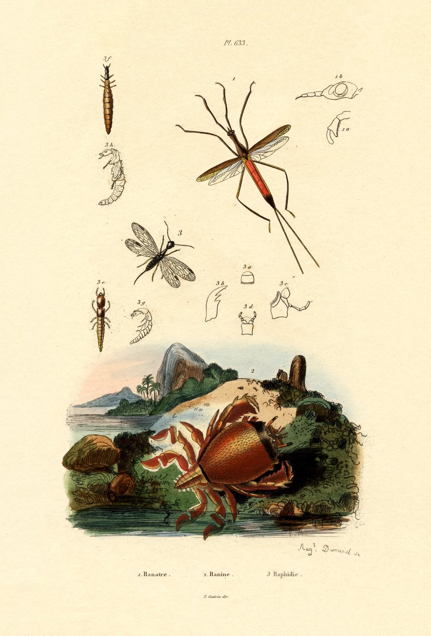 Nålebug, 1833-39 av French School