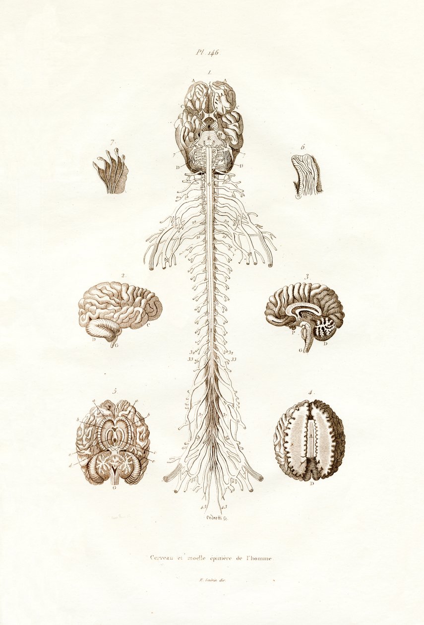 Nervesystemet, 1833-39 av French School