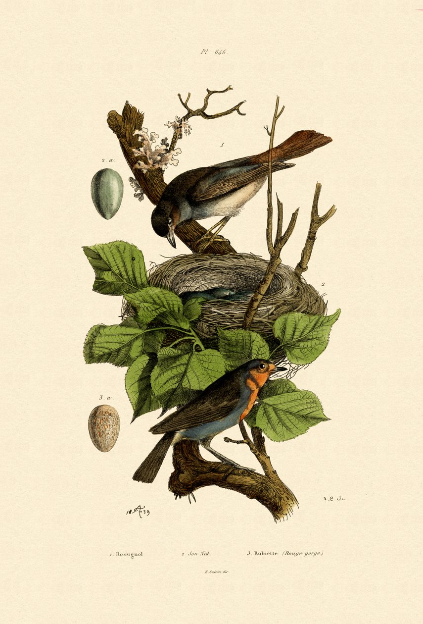 Nattergal, 1833-39 av French School