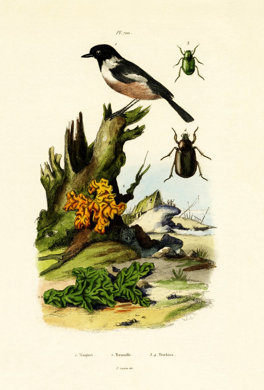 Northern Wheatear, 1833-39 av French School