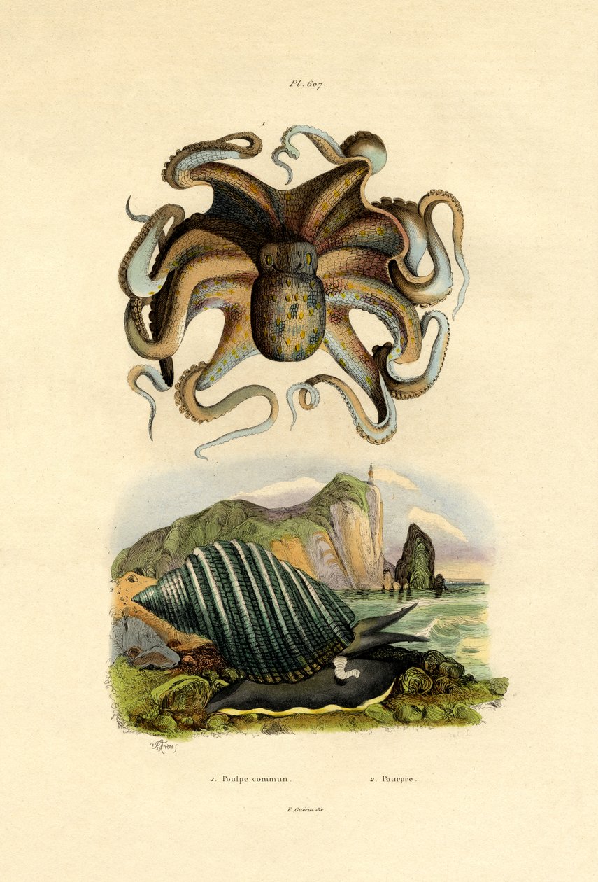 Blekksprut, 1833-39 av French School