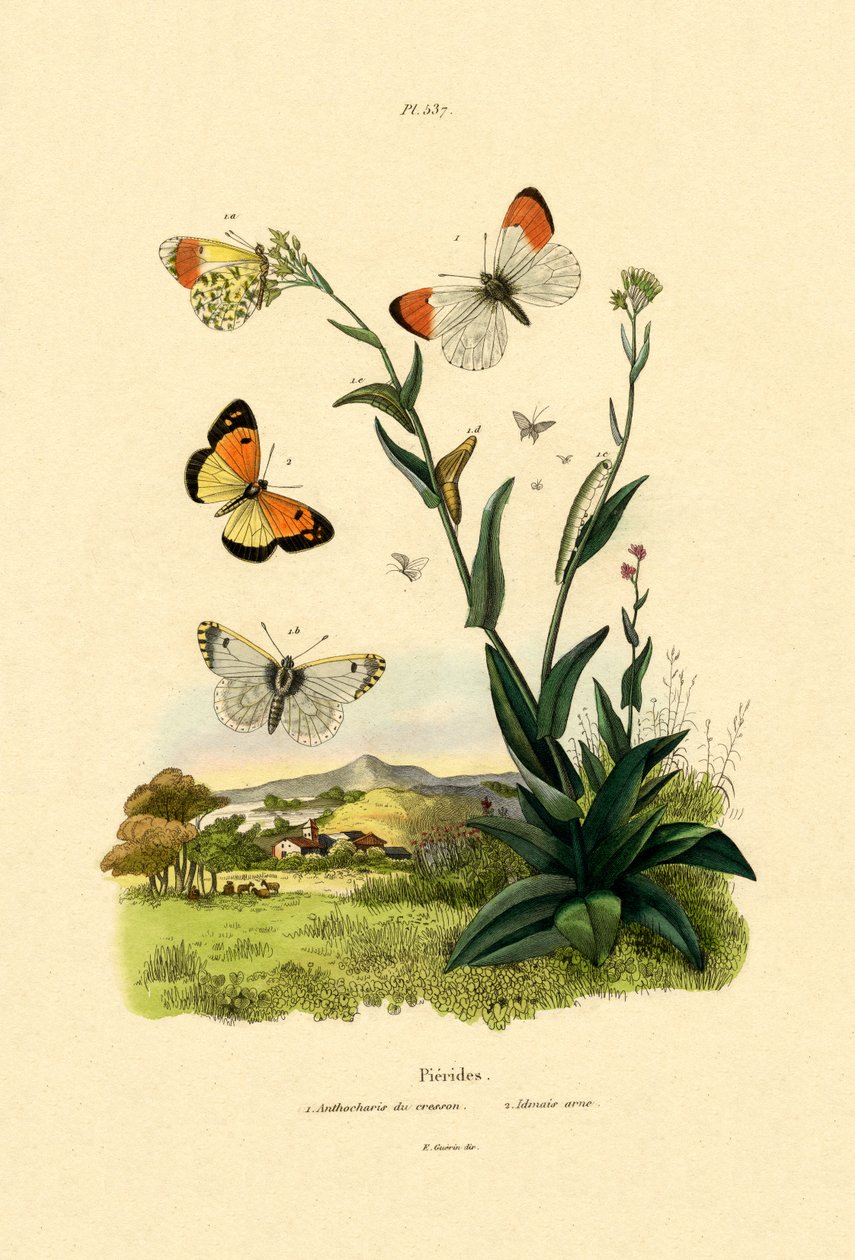 Oransje spissen, 1833-39 av French School